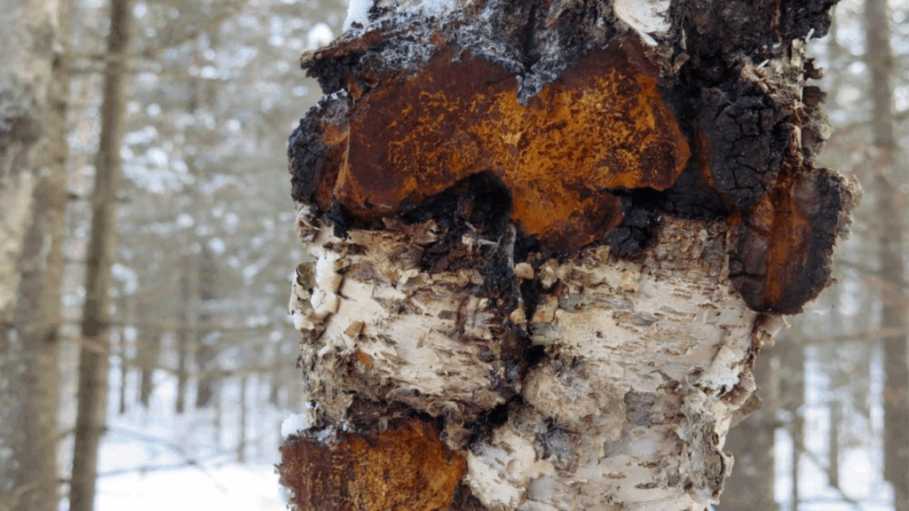 Chaga Mushroom Birch Tree